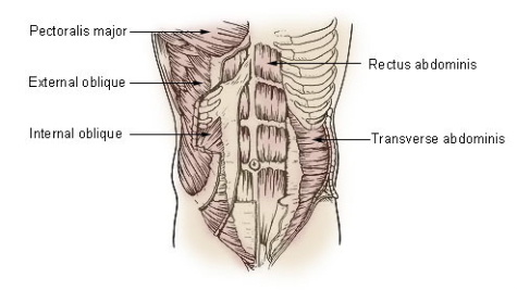 thorax and abdomen muscles. abdominal muscle anatomy