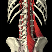 mulifidus muscle picture