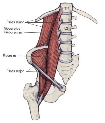 hip flexors